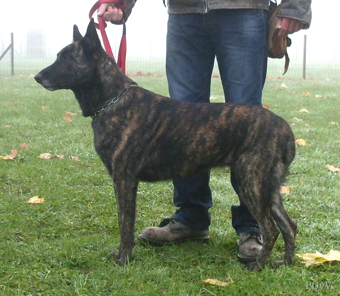  Freedom des Fauves d’Orient